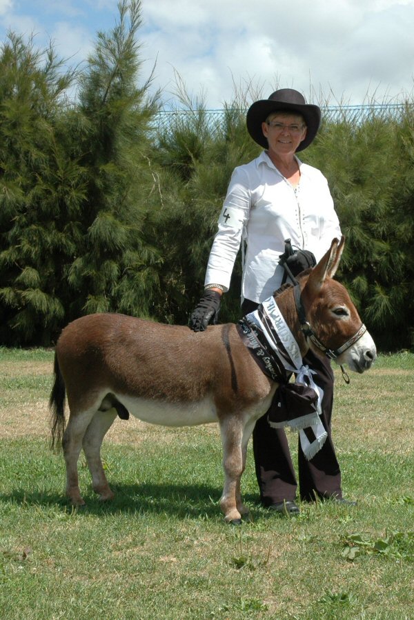 Cyders Spartacus, Young Stock Champion and Reserve Supreme Champion Breed Donkey N.I. Show 2006, judged by Jo-Anne Kokas, Australia